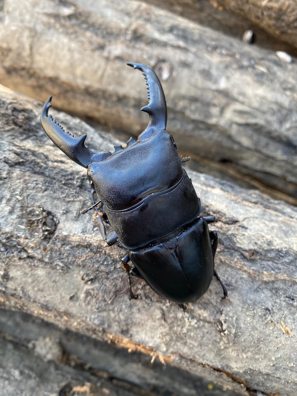 マリンドッケオオヒラタ 90㎜♂1♀2